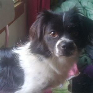 Meet your Posher, Alvin